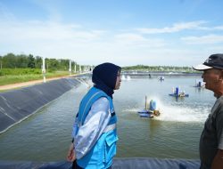 Perkuat Kelistrikan Sektor Perikanan, PLN Babel Pastikan Pasokan Andal bagi Tambak Udang dan Industri Penopang Ekonomi Daerah – DemokrasiBabel.com
